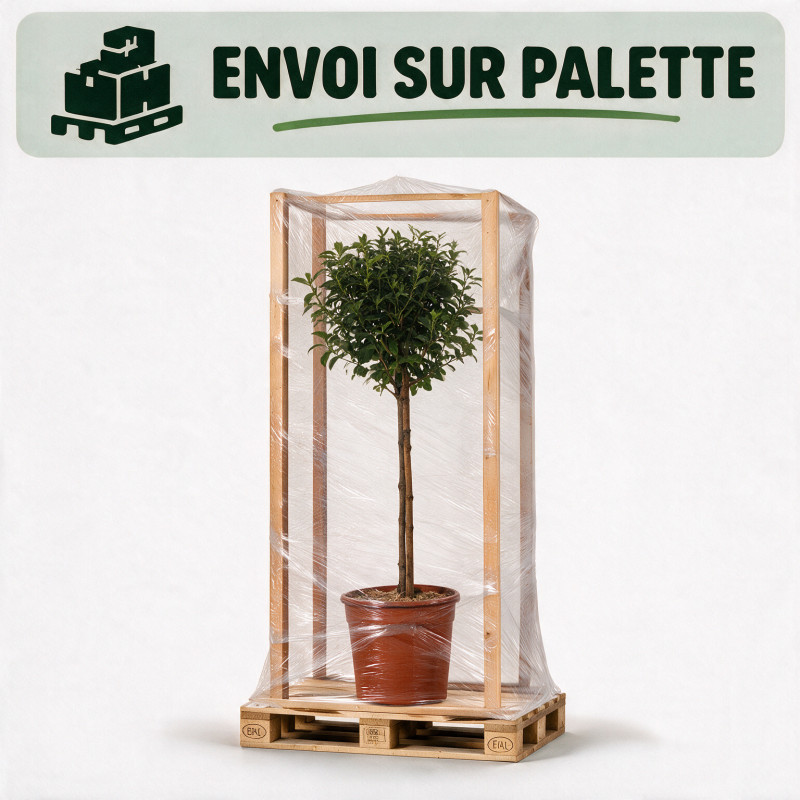 Laurier-tin - Viburnum tinus Mini tige 80cm Pot 7L