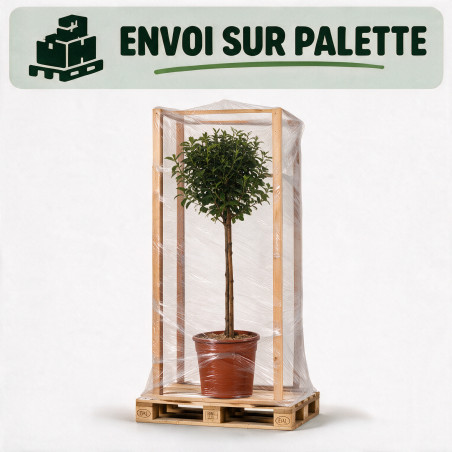 Laurier-tin - Viburnum tinus Mini tige 80cm Pot 7L