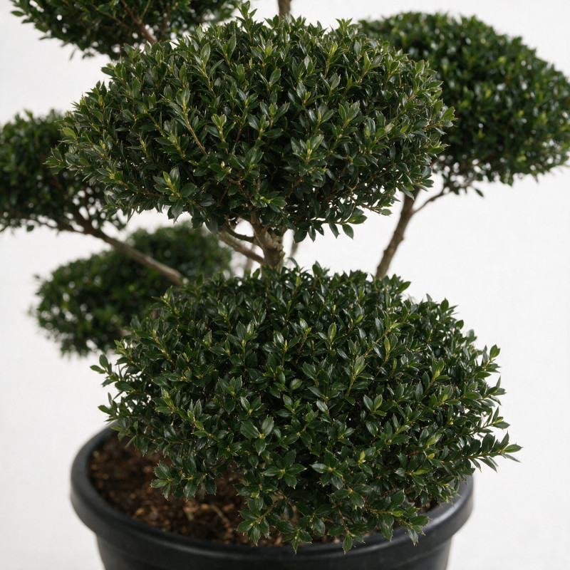 Houx Green Hedge - Ilex crenata Green Hedge Bonsaï 80/100cm Pot 90L