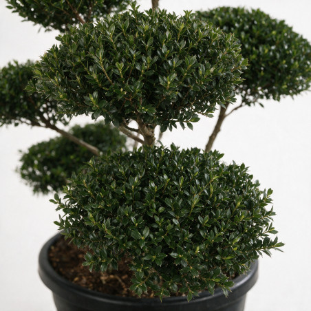 Houx Green Hedge - Ilex crenata Green Hedge Bonsaï 80/100cm Pot 90L