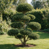 Houx Green Hedge - Ilex crenata Green Hedge Bonsaï 80/100cm Pot 90L