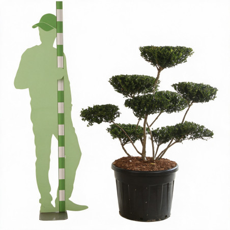 Houx Green Hedge - Ilex crenata Green Hedge Bonsaï 80/100cm Pot 90L