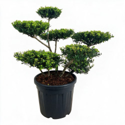 Houx Green Hedge - Ilex crenata Green Hedge Bonsaï 80/100cm Pot 55L