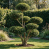 Houx Green Hedge - Ilex crenata Green Hedge Bonsaï 80/100cm Pot 55L
