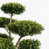 Houx Green Hedge - Ilex crenata Green Hedge Bonsaï 80/100cm Pot 55L