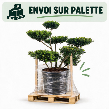 Houx Green Hedge - Ilex crenata Green Hedge Bonsaï 80/100cm Pot 55L