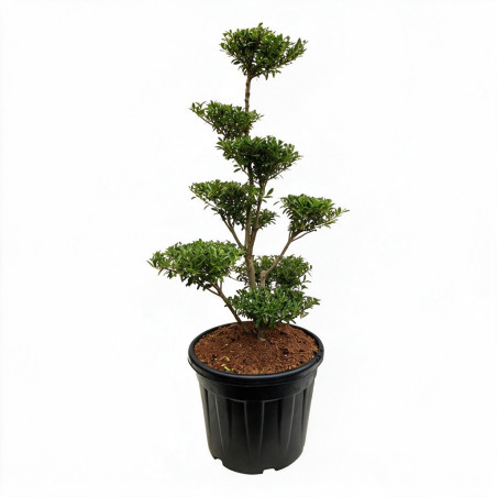 Houx Blondie - Ilex crenata Blondie Bonsaï 80/100cm Pot 55L