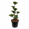 Houx Blondie - Ilex crenata Blondie Bonsaï 80/100cm Pot 55L