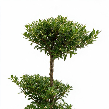 Houx Blondie - Ilex crenata Blondie Bonsaï 80/100cm Pot 55L