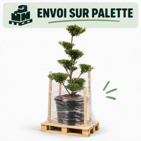 Houx Blondie - Ilex crenata Blondie Bonsaï 80/100cm Pot 55L