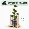 Houx Blondie - Ilex crenata Blondie Bonsaï 80/100cm Pot 55L