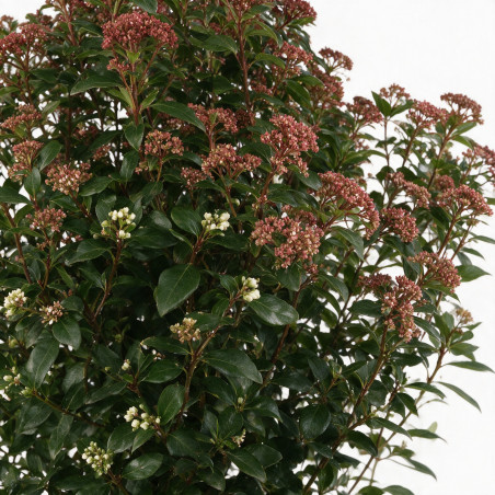 Laurier-tin - Viburnum tinus 100/120cm Pot 18L