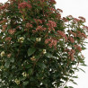 Laurier-tin - Viburnum tinus 100/120cm Pot 18L