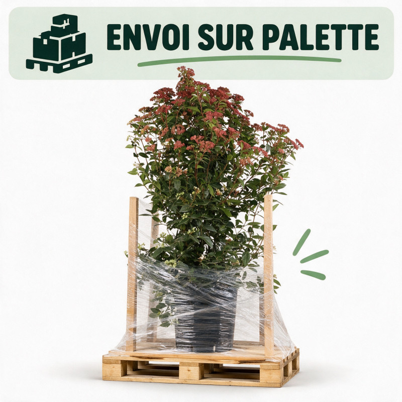 Laurier-tin - Viburnum tinus 100/120cm Pot 18L