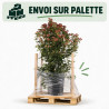 Laurier-tin - Viburnum tinus 100/120cm Pot 18L