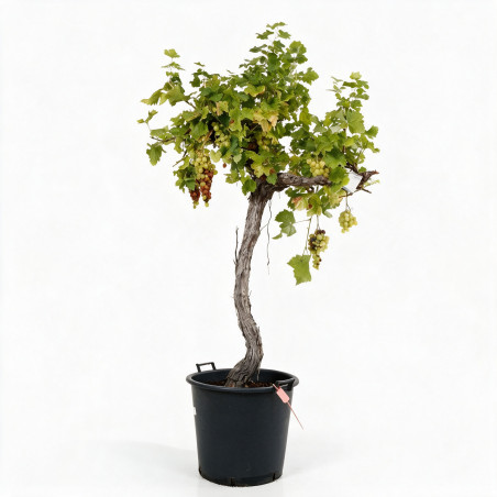 Vigne - Vitis vinifera Demi-tige 150/170cm Pot 70L