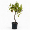Vigne - Vitis vinifera Demi-tige 150/170cm Pot 70L