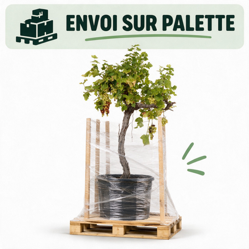 Vigne - Vitis vinifera Demi-tige 150/170cm Pot 70L