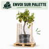 Vigne - Vitis vinifera Demi-tige 150/170cm Pot 70L