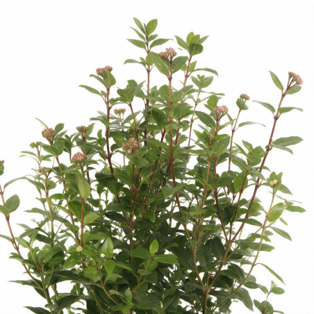Laurier-tin - Viburnum tinus 80/100cm Pot 9L