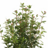 Laurier-tin - Viburnum tinus 80/100cm Pot 9L