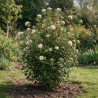 Laurier-tin - Viburnum tinus 80/100cm Pot 9L