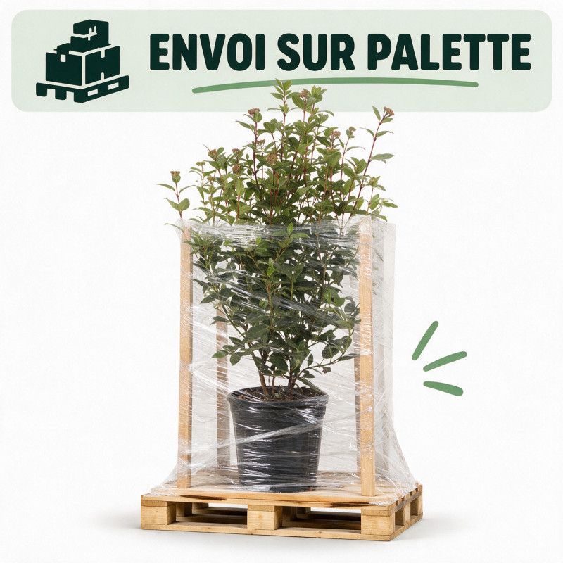 Laurier-tin - Viburnum tinus 80/100cm Pot 9L