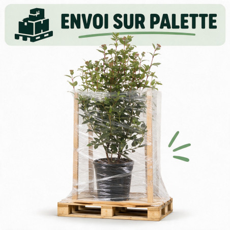 Laurier-tin - Viburnum tinus 80/100cm Pot 9L
