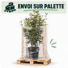 Laurier-tin - Viburnum tinus 80/100cm Pot 9L