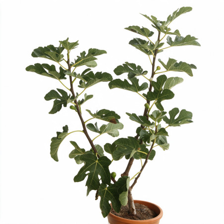Figuier Madeleine Des 2 Saisons - Ficus carica Madeleine Des 2 Saisons 60/80cm Pot 18L