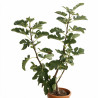 Figuier Madeleine Des 2 Saisons - Ficus carica Madeleine Des 2 Saisons 60/80cm Pot 18L