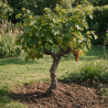 Vigne - Vitis vinifera Demi-tige 150/170cm Pot 70L