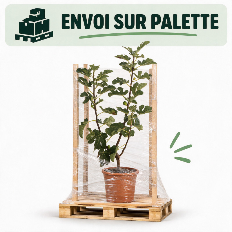 Figuier Madeleine Des 2 Saisons - Ficus carica Madeleine Des 2 Saisons 60/80cm Pot 18L