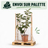 Figuier Madeleine Des 2 Saisons - Ficus carica Madeleine Des 2 Saisons 60/80cm Pot 18L