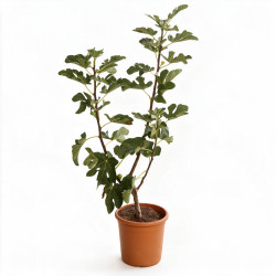 Figuier Madeleine Des 2 Saisons - Ficus carica Madeleine Des 2 Saisons 60/80cm Pot 18L