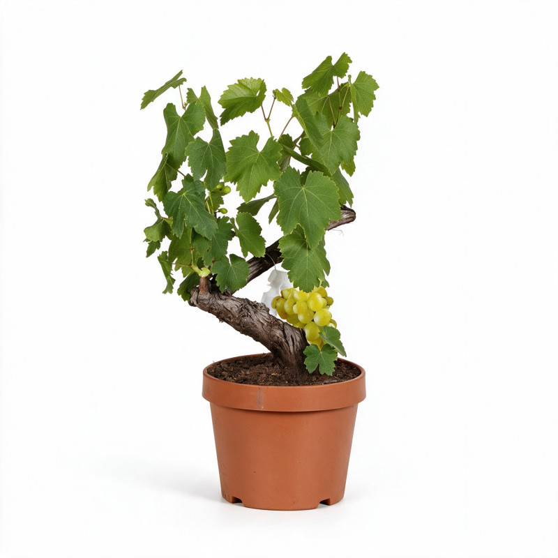 Vigne - Vitis vinifera 60cm Pot 2L