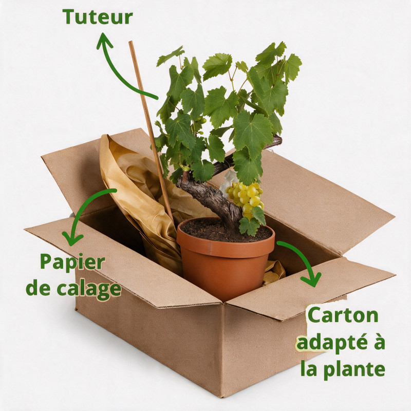Vigne - Vitis vinifera 60cm Pot 2L