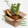 Vigne - Vitis vinifera 60cm Pot 2L