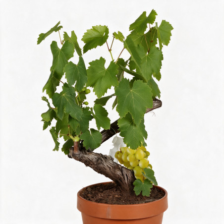 Vigne - Vitis vinifera 60cm Pot 2L