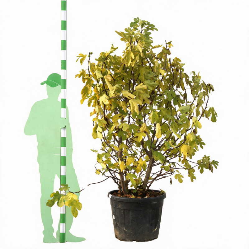 Figuier Bornholm - Ficus carica Bornholm 150/200cm Pot 110L