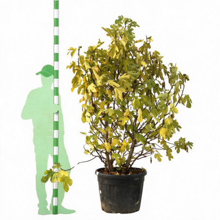 Figuier Bornholm - Ficus carica Bornholm 150/200cm Pot 110L