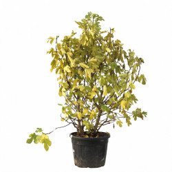 Figuier Bornholm - Ficus carica Bornholm 150/200cm Pot 110L
