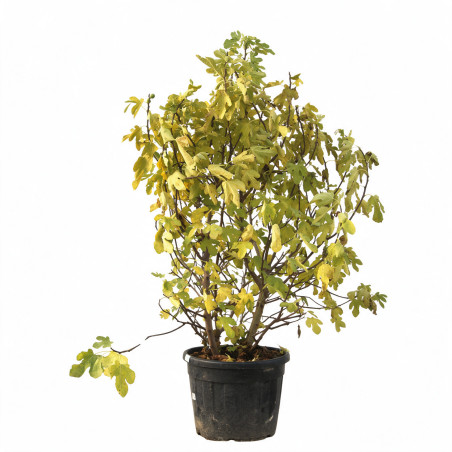 Figuier Bornholm - Ficus carica Bornholm 150/200cm Pot 110L