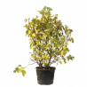 Figuier Bornholm - Ficus carica Bornholm 150/200cm Pot 110L
