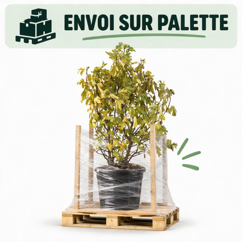 Figuier Bornholm - Ficus carica Bornholm 150/200cm Pot 110L