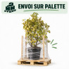 Figuier Bornholm - Ficus carica Bornholm 150/200cm Pot 110L