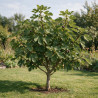Figuier Bornholm - Ficus carica Bornholm 150/200cm Pot 110L