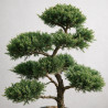 Genévrier Pfitzeriana Compacta - Juniperus xpfitzeriana Pfitzeriana Compacta Bonsaï 180/200cm Pot 230L