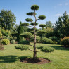 Genévrier Pfitzeriana Compacta - Juniperus xpfitzeriana Pfitzeriana Compacta Bonsaï 180/200cm Pot 230L