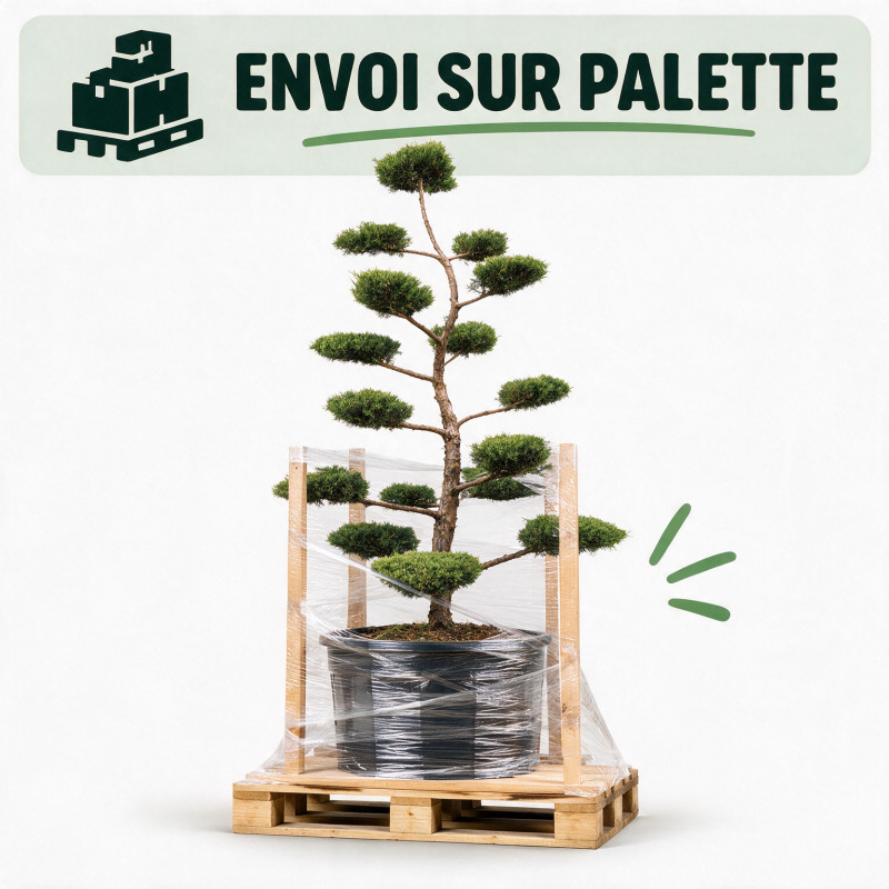 Genévrier Pfitzeriana Compacta - Juniperus xpfitzeriana Pfitzeriana Compacta Bonsaï 180/200cm Pot 230L